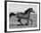 Bay Thoroughbred, Gelding, Cantering Profile, Longmont, Colorado, USA-Carol Walker-Framed Photographic Print