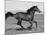 Bay Thoroughbred, Gelding, Cantering Profile, Longmont, Colorado, USA-Carol Walker-Mounted Photographic Print