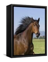 Bay Thoroughbred, Gelding, Longmont, Colorado, USA-Carol Walker-Framed Stretched Canvas