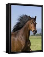 Bay Thoroughbred, Gelding, Longmont, Colorado, USA-Carol Walker-Framed Stretched Canvas