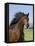 Bay Thoroughbred, Gelding, Longmont, Colorado, USA-Carol Walker-Framed Stretched Canvas