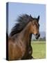 Bay Thoroughbred, Gelding, Longmont, Colorado, USA-Carol Walker-Stretched Canvas