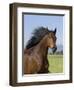 Bay Thoroughbred, Gelding, Longmont, Colorado, USA-Carol Walker-Framed Premium Photographic Print