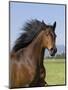 Bay Thoroughbred, Gelding, Longmont, Colorado, USA-Carol Walker-Mounted Premium Photographic Print