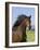 Bay Thoroughbred, Gelding, Longmont, Colorado, USA-Carol Walker-Framed Photographic Print