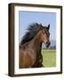 Bay Thoroughbred, Gelding, Longmont, Colorado, USA-Carol Walker-Framed Photographic Print