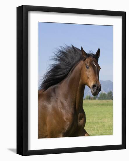 Bay Thoroughbred, Gelding, Longmont, Colorado, USA-Carol Walker-Framed Photographic Print