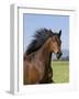 Bay Thoroughbred, Gelding, Longmont, Colorado, USA-Carol Walker-Framed Photographic Print