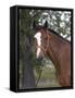 Bay Thoroughbred Gelding with Headcollar and Lead Rope, Fort Collins, Colorado, USA-Carol Walker-Framed Stretched Canvas