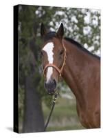 Bay Thoroughbred Gelding with Headcollar and Lead Rope, Fort Collins, Colorado, USA-Carol Walker-Stretched Canvas