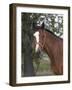 Bay Thoroughbred Gelding with Headcollar and Lead Rope, Fort Collins, Colorado, USA-Carol Walker-Framed Photographic Print