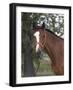 Bay Thoroughbred Gelding with Headcollar and Lead Rope, Fort Collins, Colorado, USA-Carol Walker-Framed Photographic Print