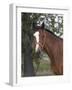 Bay Thoroughbred Gelding with Headcollar and Lead Rope, Fort Collins, Colorado, USA-Carol Walker-Framed Photographic Print