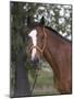Bay Thoroughbred Gelding with Headcollar and Lead Rope, Fort Collins, Colorado, USA-Carol Walker-Mounted Photographic Print
