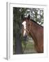 Bay Thoroughbred Gelding with Headcollar and Lead Rope, Fort Collins, Colorado, USA-Carol Walker-Framed Photographic Print