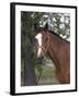 Bay Thoroughbred Gelding with Headcollar and Lead Rope, Fort Collins, Colorado, USA-Carol Walker-Framed Photographic Print