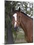 Bay Thoroughbred Gelding with Headcollar and Lead Rope, Fort Collins, Colorado, USA-Carol Walker-Mounted Photographic Print