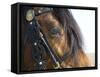 Bay Welsh Cobb Stallion, Close Up of Eye, Ojai, California, USA-Carol Walker-Framed Stretched Canvas