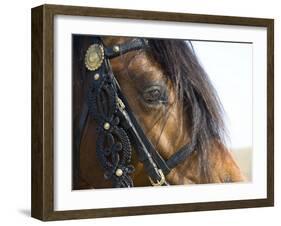 Bay Welsh Cobb Stallion, Close Up of Eye, Ojai, California, USA-Carol Walker-Framed Photographic Print