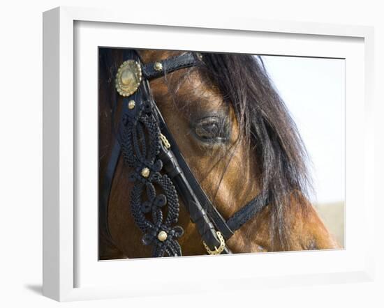 Bay Welsh Cobb Stallion, Close Up of Eye, Ojai, California, USA-Carol Walker-Framed Photographic Print