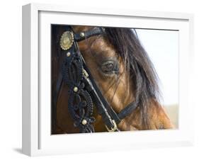 Bay Welsh Cobb Stallion, Close Up of Eye, Ojai, California, USA-Carol Walker-Framed Photographic Print