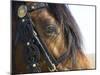 Bay Welsh Cobb Stallion, Close Up of Eye, Ojai, California, USA-Carol Walker-Mounted Photographic Print