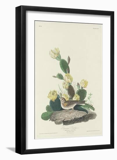 Bay-winged Bunting, 1830-John James Audubon-Framed Giclee Print