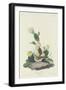 Bay-winged Bunting, 1830-John James Audubon-Framed Giclee Print