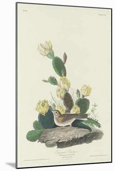 Bay-winged Bunting, 1830-John James Audubon-Mounted Giclee Print
