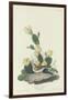 Bay-winged Bunting, 1830-John James Audubon-Framed Giclee Print