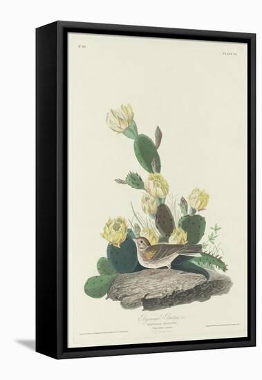 Bay-winged Bunting, 1830-John James Audubon-Framed Stretched Canvas