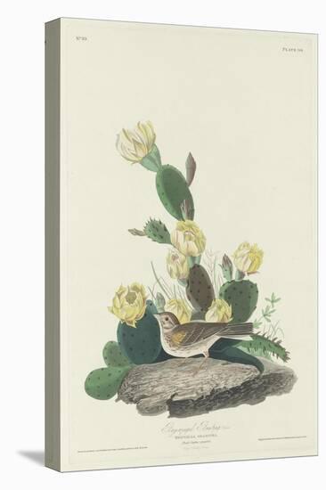 Bay-winged Bunting, 1830-John James Audubon-Stretched Canvas