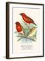 Baya Weaver-F.w. Frohawk-Framed Art Print