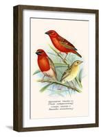 Baya Weaver-F.w. Frohawk-Framed Art Print