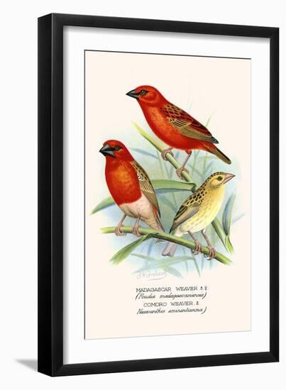 Baya Weaver-F.w. Frohawk-Framed Art Print