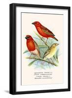 Baya Weaver-F.w. Frohawk-Framed Art Print