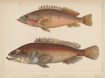 1. Serranus Tsirimenara, 2. Serranus Marginalis, 1855-Bayard Taylor-Framed Giclee Print