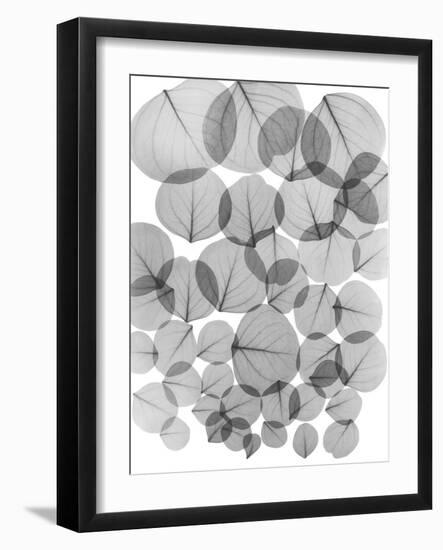 Baybean Leaves-Albert Koetsier-Framed Art Print