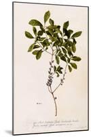 Bayberry or Myrtle, C.1746-Georg Dionysius Ehret-Mounted Giclee Print