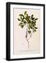 Black Frame