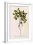 White Frame