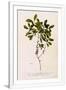 Gramercy White