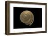 Bayerotrochus Midas-Paul Starosta-Framed Photographic Print