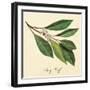 Bayleaf-The Saturday Evening Post-Framed Giclee Print