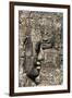 Bayon Temple, Angkor Wat, Siem Reap, Cambodia-Paul Souders-Framed Photographic Print