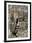 Bayon Temple, Angkor Wat, Siem Reap, Cambodia-Paul Souders-Framed Photographic Print