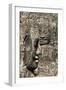 Bayon Temple, Angkor Wat, Siem Reap, Cambodia-Paul Souders-Framed Photographic Print