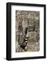 Bayon Temple, Angkor Wat, Siem Reap, Cambodia-Paul Souders-Framed Photographic Print