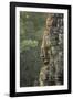 Bayon Temple, Angkor Wat, Siem Reap, Cambodia-Paul Souders-Framed Photographic Print