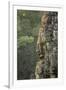 Bayon Temple, Angkor Wat, Siem Reap, Cambodia-Paul Souders-Framed Photographic Print